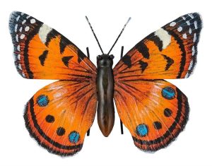 Orange Butterfly -  (H:20cm W:24cm D:4cm)