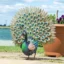 Peacock Fanned Tail Metal Indoor/Outdoor Ornament