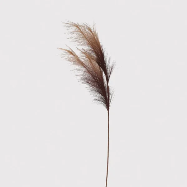 Brown Pampas Stem
