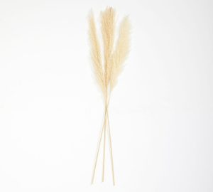 Pack of 3 Small White Pampas(H:95 cm)