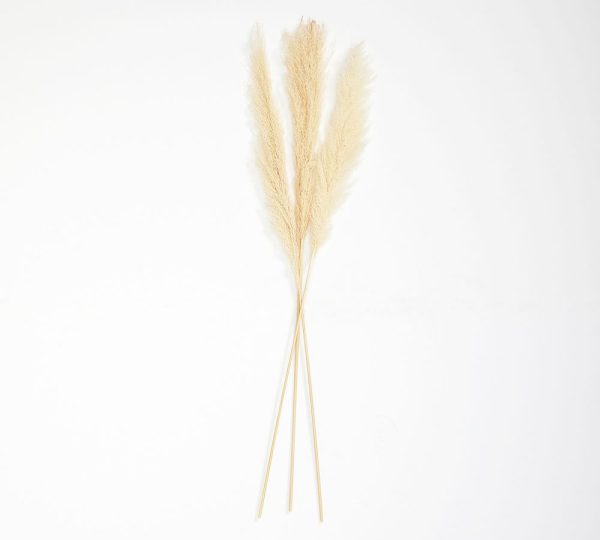 Pack of 3 Small White Pampas