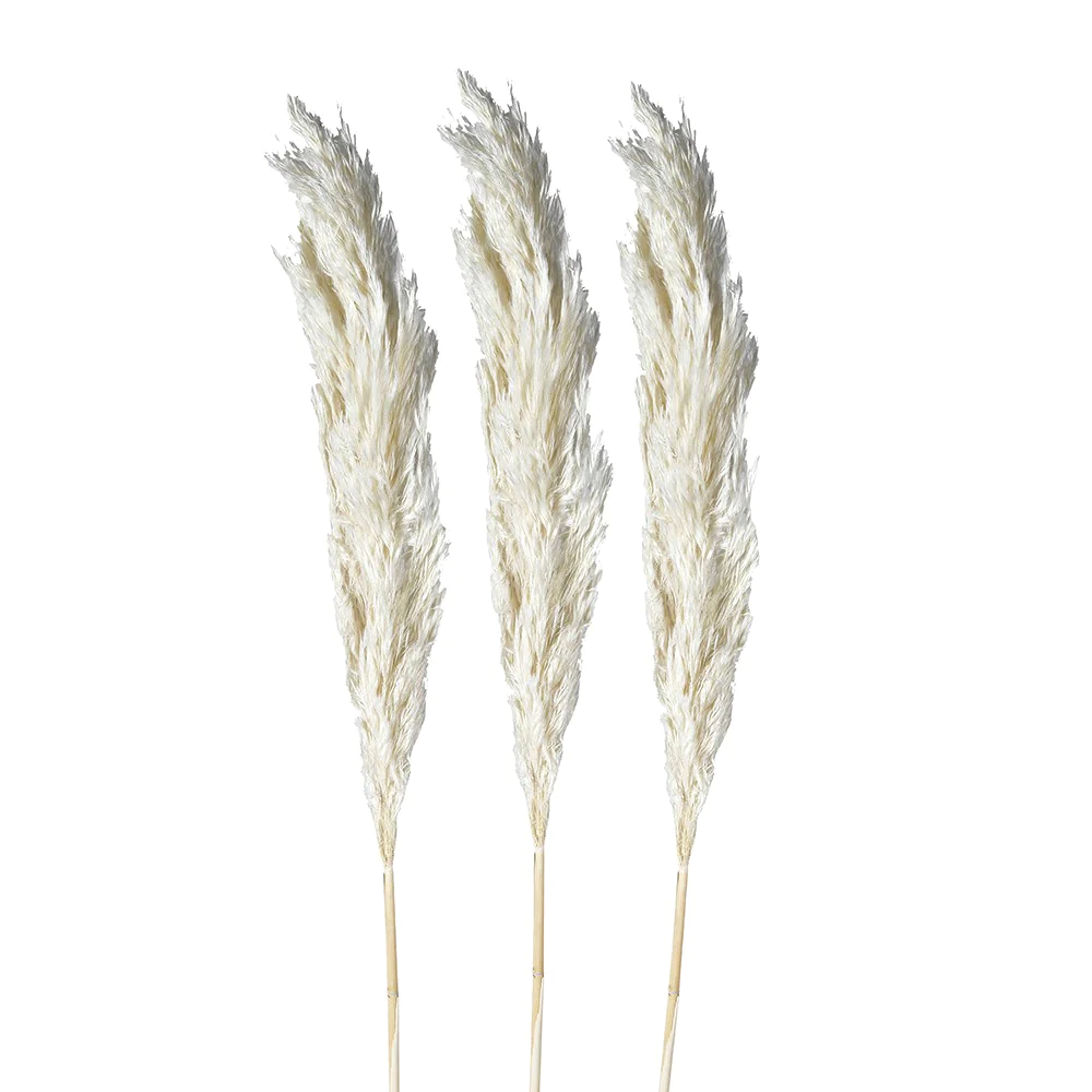 Pack of 3 Small White Pampas(H:95 cm)