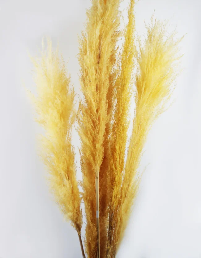 Yellow Real Dried Pampas