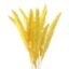 Yellow Real Dried Pampas