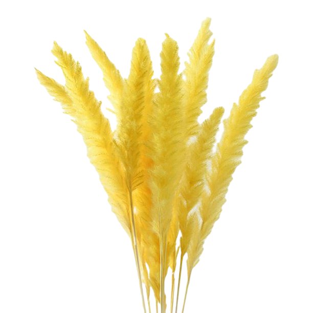 Yellow Real Dried Pampas(H:1000 mm)