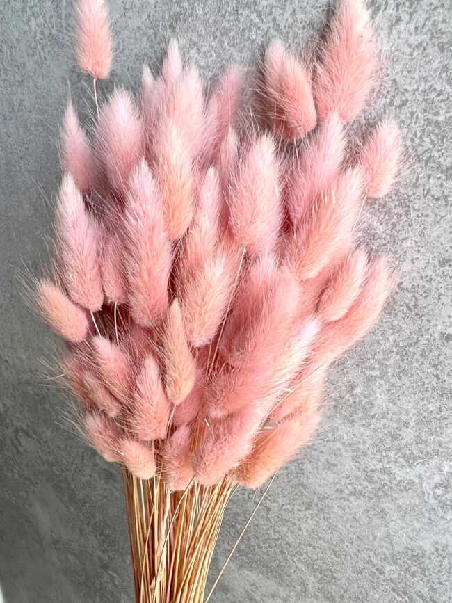 Pink Bunny Tail Real Dried Lagurus