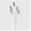 Grey Reed Grass Spray