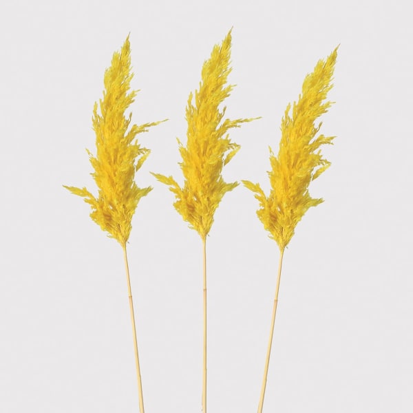 Set of 3 Yellow Real Dried Pampas