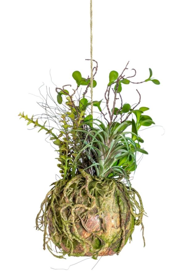 Ornamental hanging moss ball with plants Ornamental hanging moss ball with plants